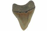 Fossil Megalodon Tooth - North Carolina #219353-1